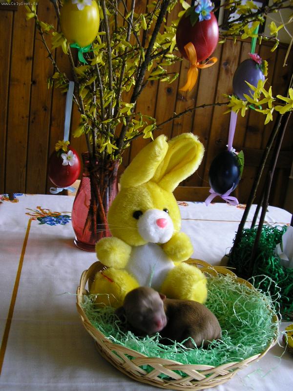 Foto: Divn� velikono�n� zaj��ek :-)))