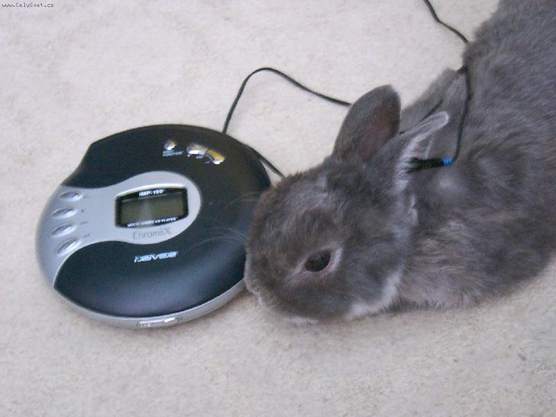 Foto: Ferd�ek-Inteligentn� kr�l��ek