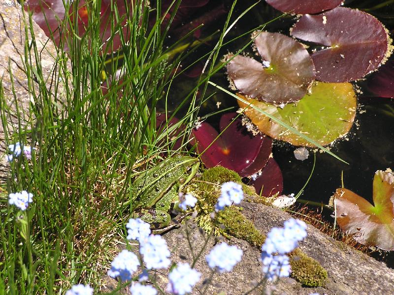 Foto: u jez�rka II