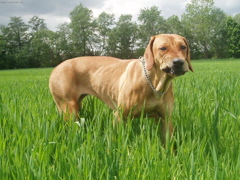 Foto: Aerinka p�e�vikuje