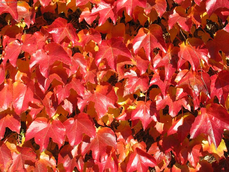 Foto: tak takovouhle m�me fas�du-njn p��savn�k