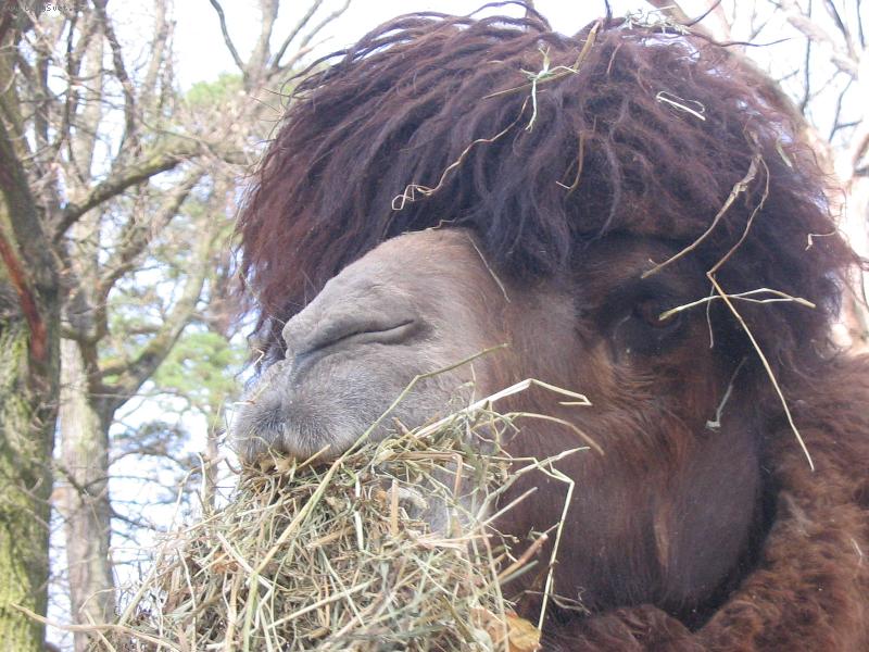 Foto: ja sem ale chlupa� co...-to u� je posledni seno ??? potom vam to teda u� necham