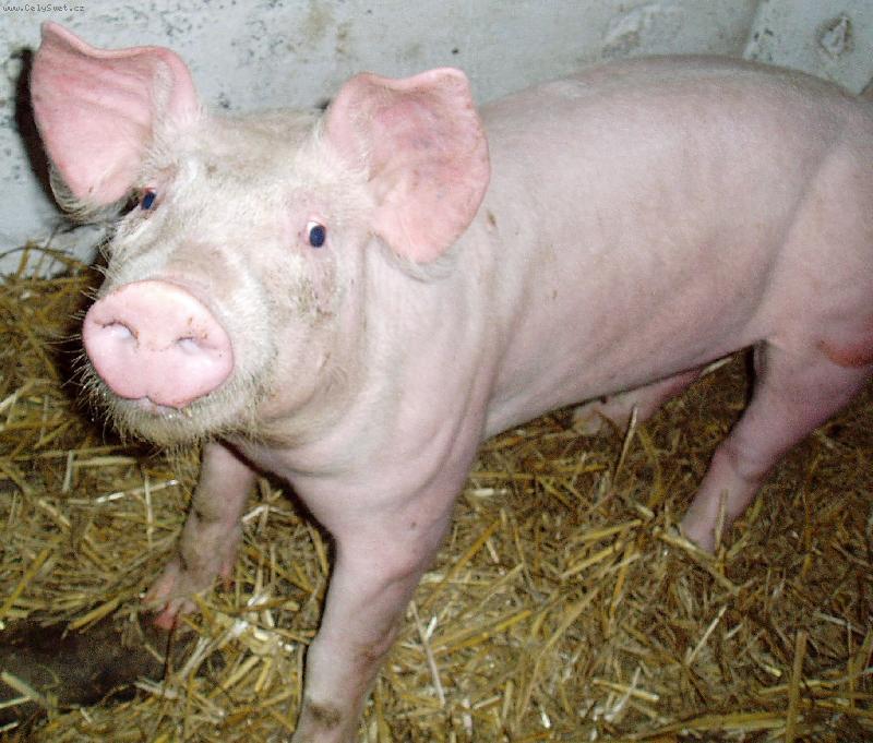 Foto: taky vzrostu-�un�k