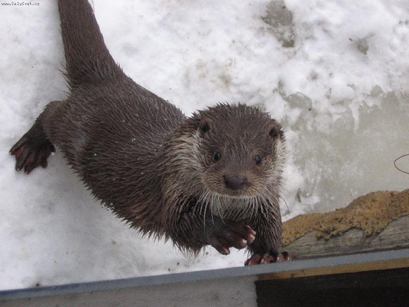 Foto: Vydra