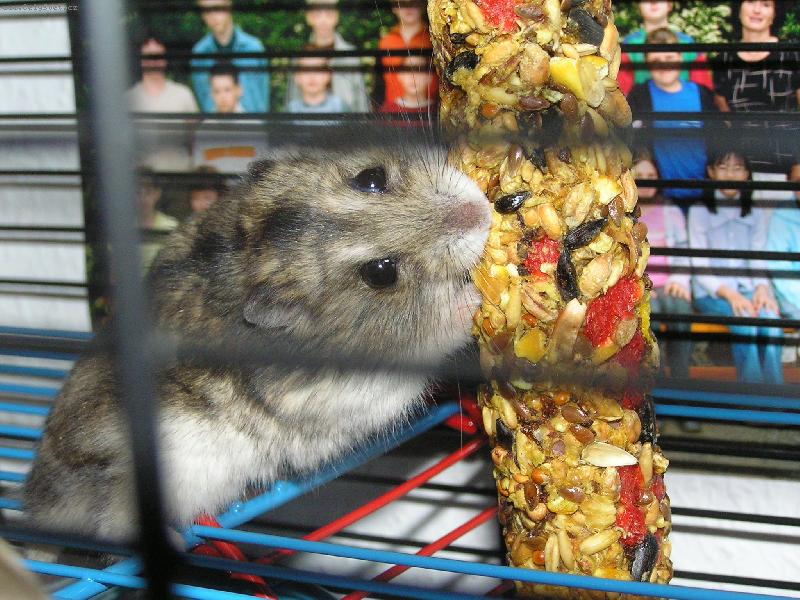 Foto: K�e�ek d�ungarsk�-Mal�,ale opravdu �ikovn�.