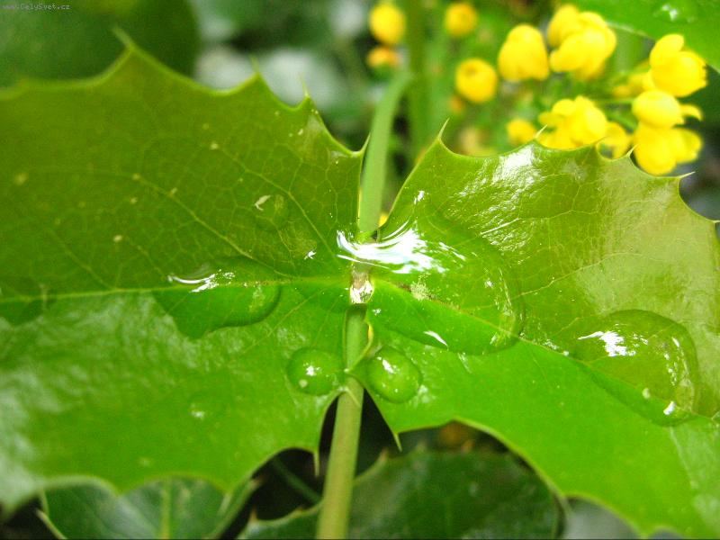 Foto: Kapky vody na mahonii