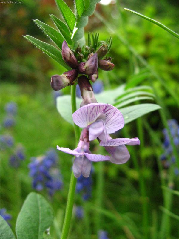 Foto: Fialovo-zelen�