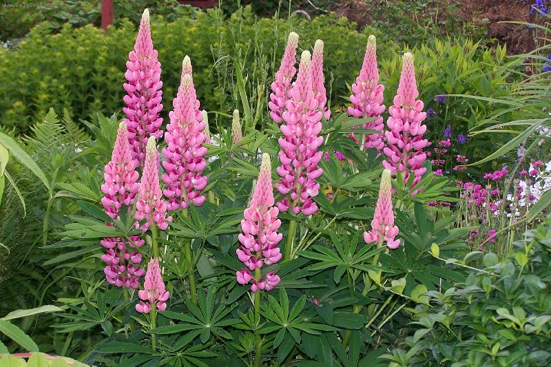 Foto: kr�sa vl��ho bobu (lupinus)-vl�� bob-lupinus r��ov� v pln�m kv�tu