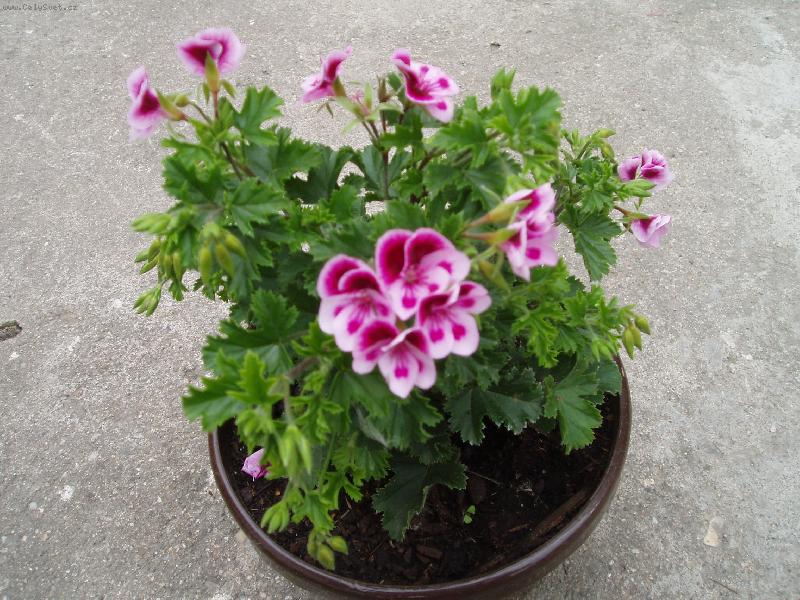 Foto: Pelargonie