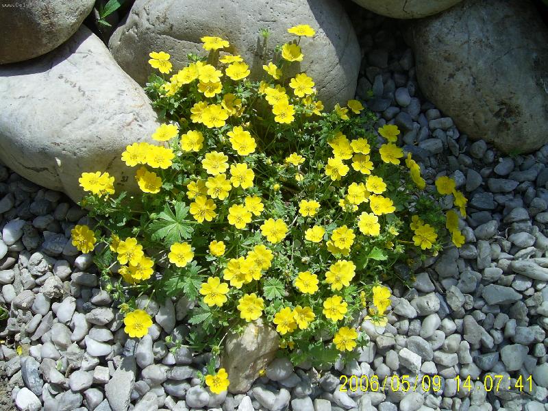 Foto: Mochna p�se�n�-Vedle zahradn�ho jez�rka n�m kr�sn� vykvetla mochna - v�sadba 2005.