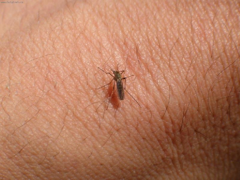 Foto: ��ze�-Makro