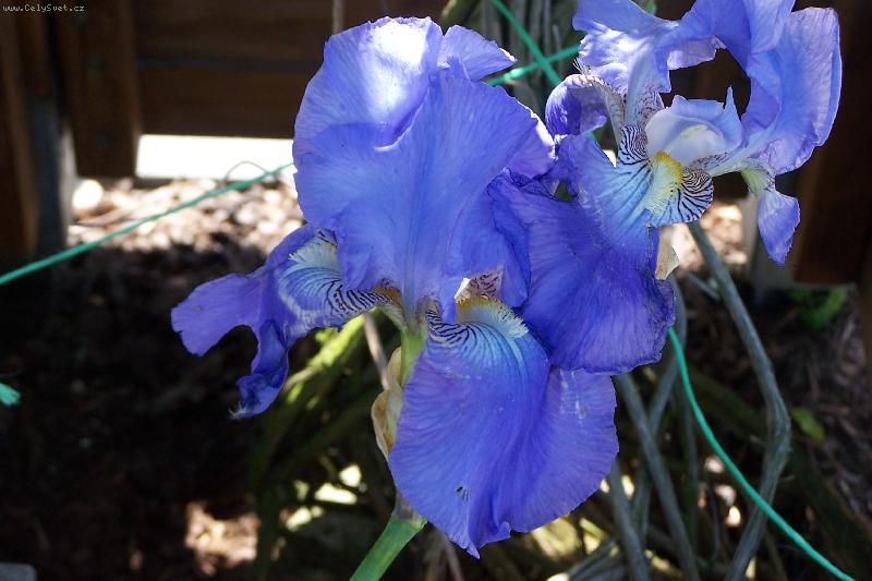 Foto: kosatce-modr� kosatec