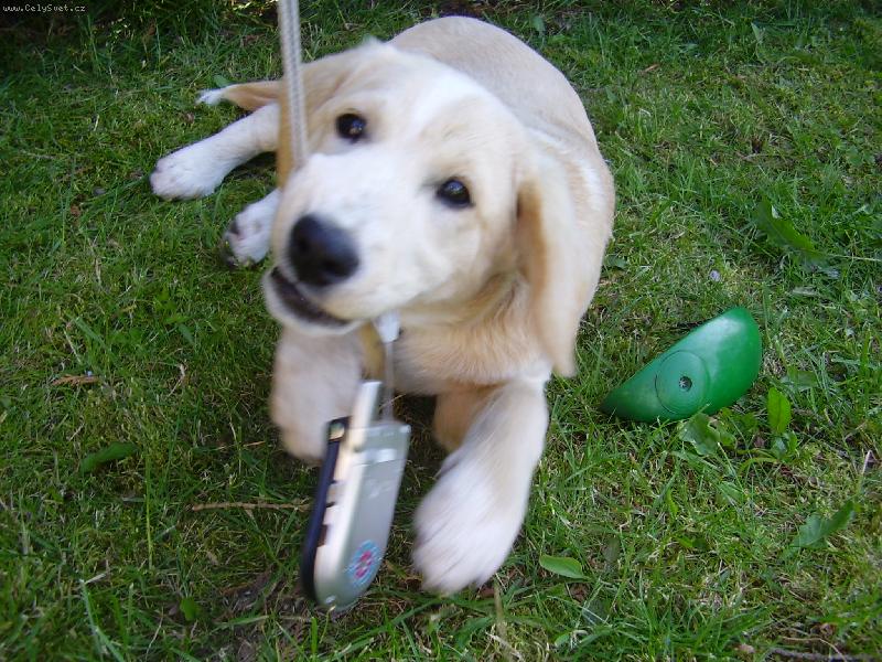 Foto: Ned�m,to je m�j mobil..-Ned�m!!