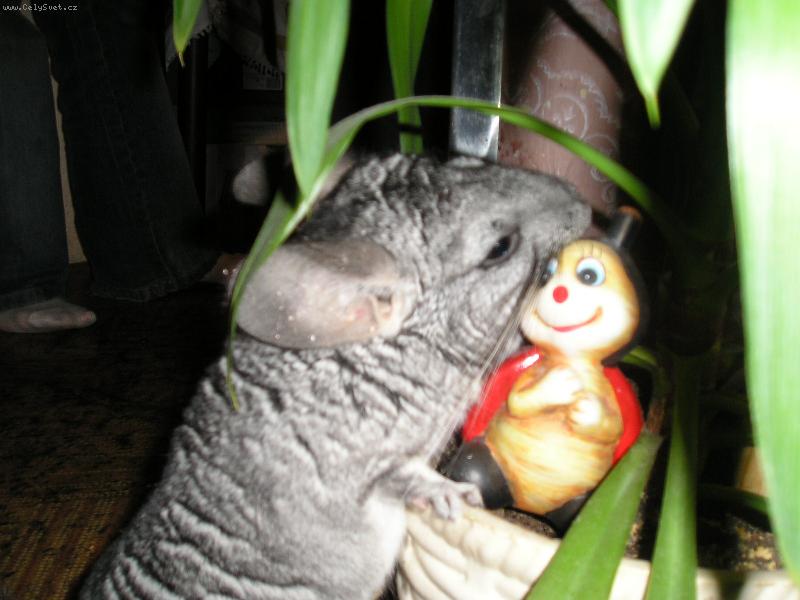 Foto: �in�ila-Ahoj beru�ko