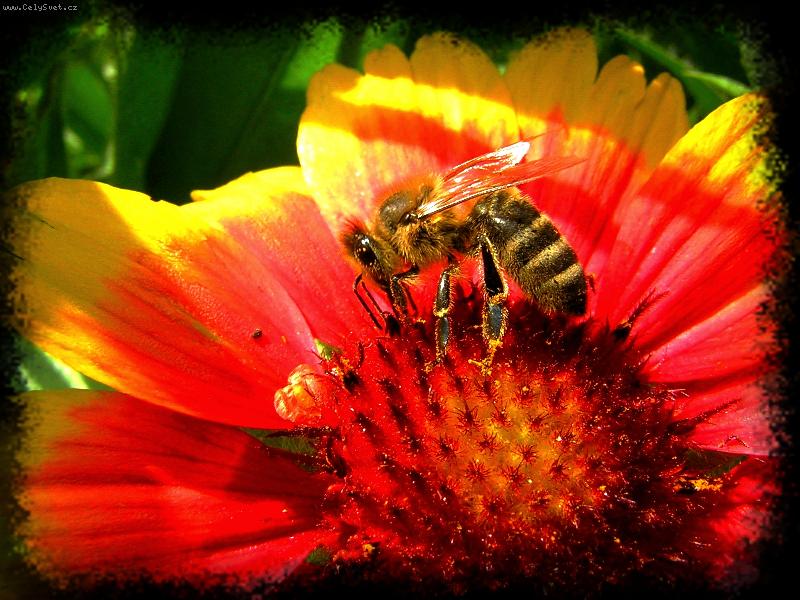 Foto: V�eli�ka-Makro