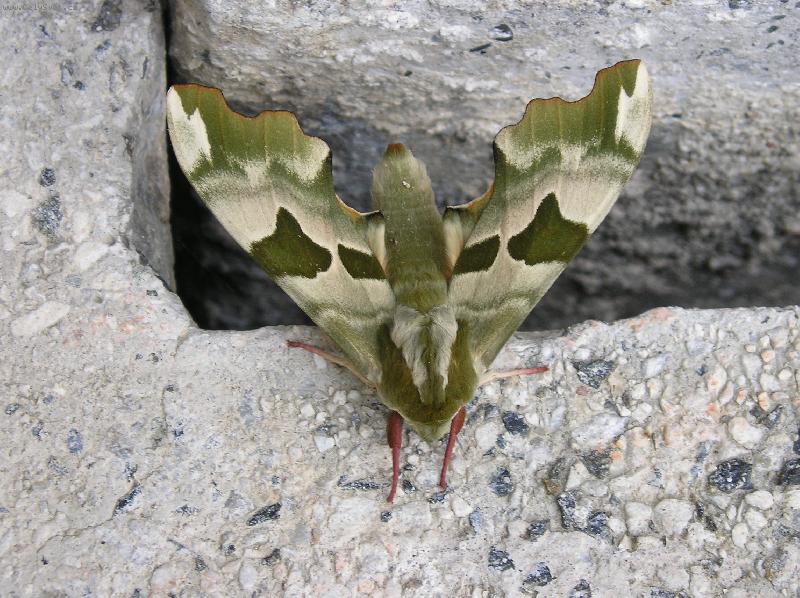 Foto: M�ra n�dhern�-Tak tohle se n�m usadilo p�ed domem.