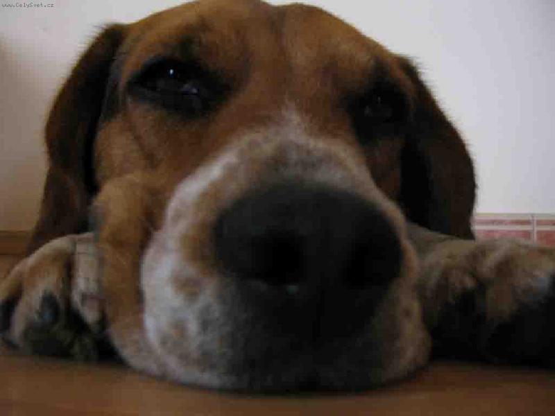 Foto: Sandy