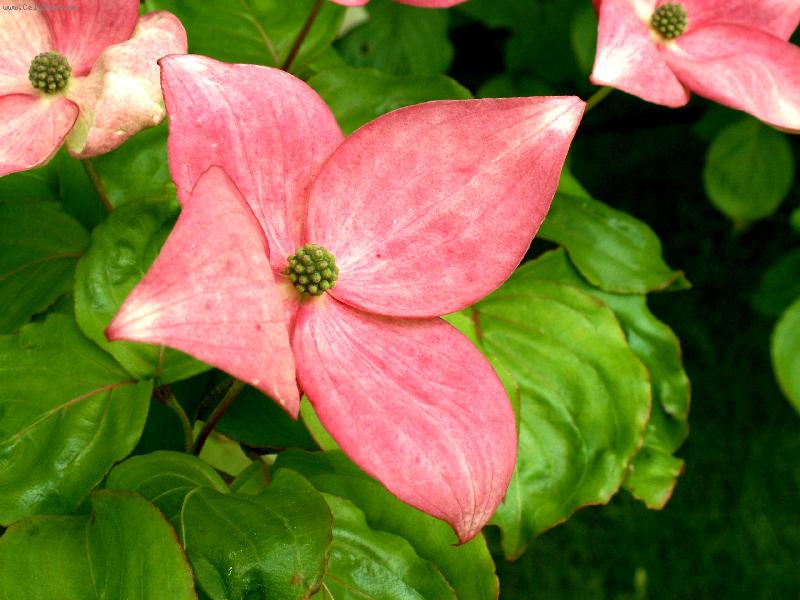 Foto: Kiti�ka kuli�ka