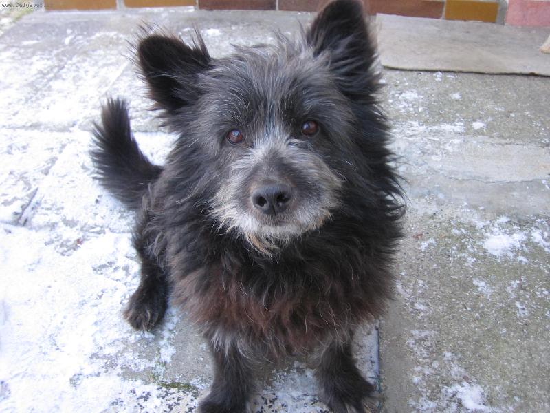 Foto: Raf�k-Sed�c� pejsek.