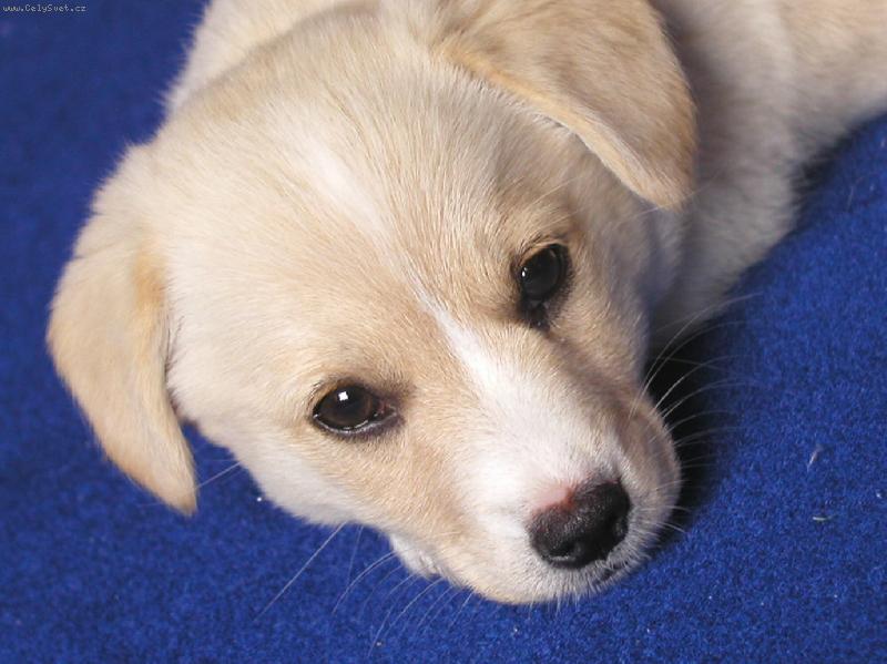 Foto:  Chiquitka-Ban�nek