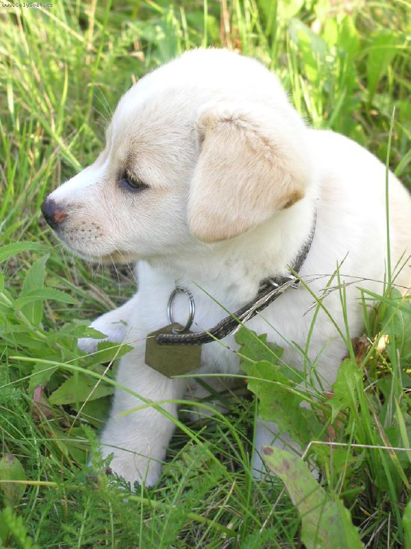 Foto: Chiguitka-trochu velk� obojek