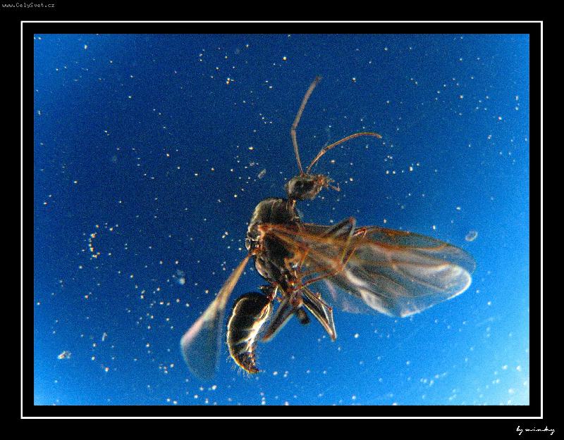 Foto: mrtvola-mrtvolka hmizu