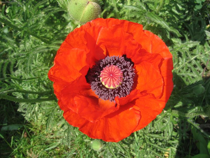 Foto: okrasn� makovice