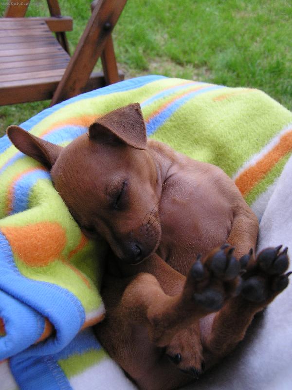 Foto: sladk� sp�nek- Pra�sk� krysa��k Ted�sek