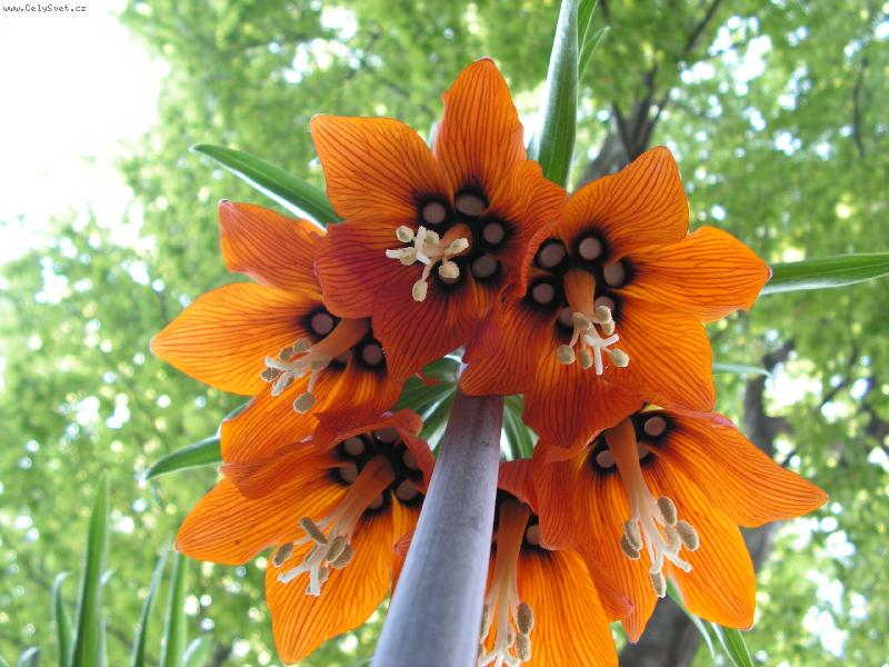 Foto: Fritillaria imperialis - �eb��k kr�lovsk�-jen zazvonit ...