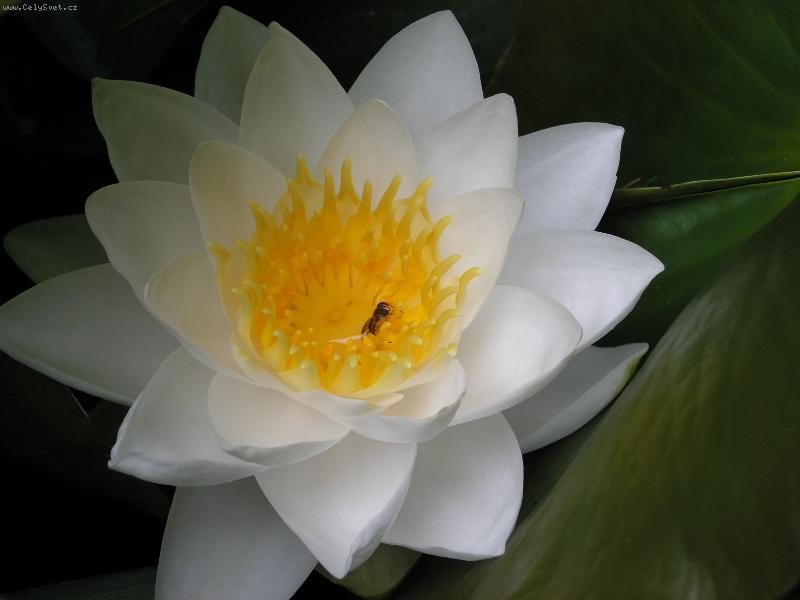 Foto: Kv�t lekn�nu-detail kv�tu lekn�nu