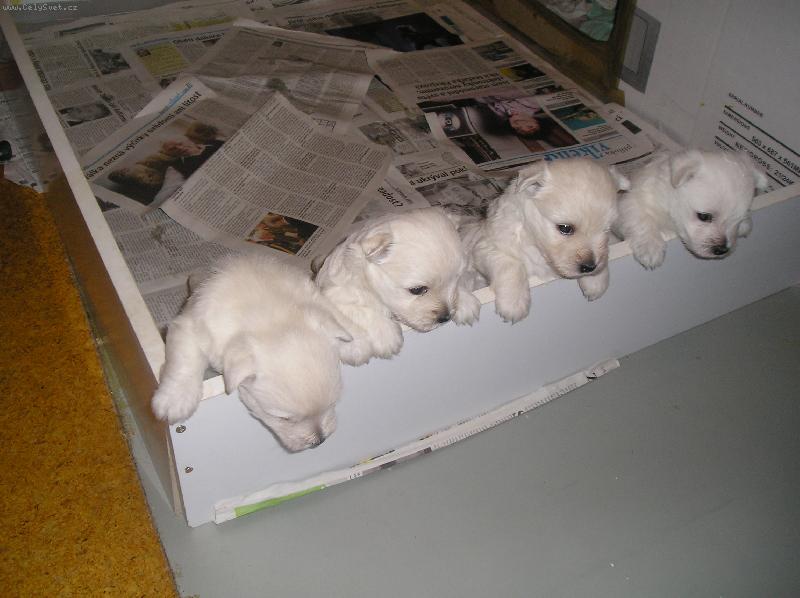 Foto: West�ci-my u� chceme ven ..