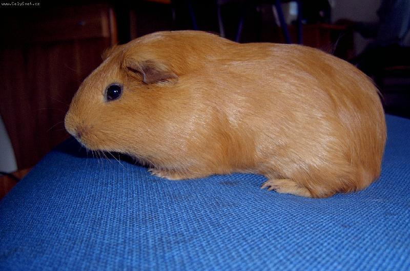 Foto: Hn�d�sek-Kr�sn� mor��tko