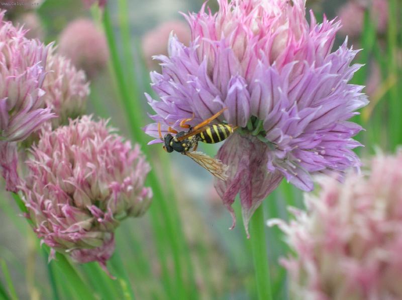 Foto: V�elka na pa�itce