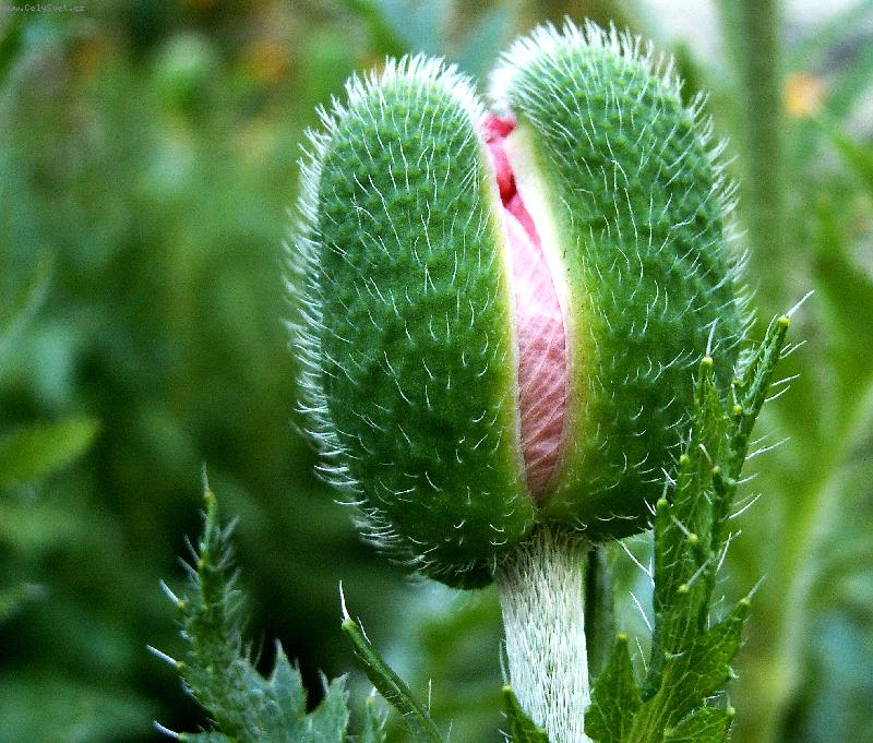 Foto: V rozpuku ml�d�