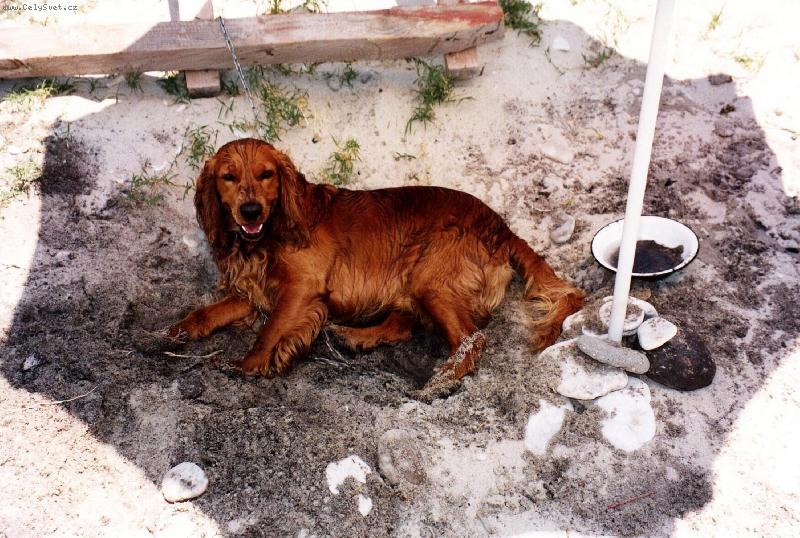 Foto: Ten st�n je m�j !-Pes opaluj�c� se na pl�i.
