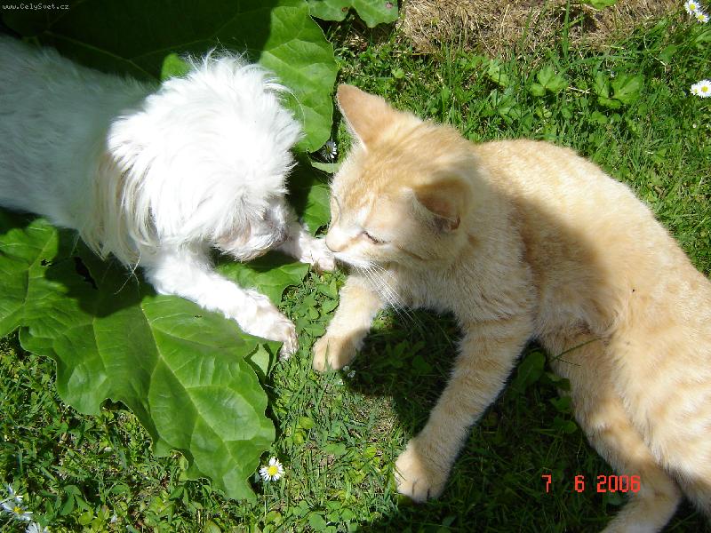 Foto: V�le�n� porada-....tak jak� je pl�n?...