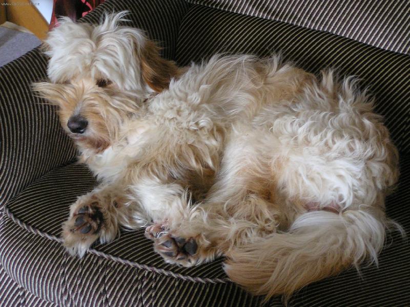 Foto: Relax-Chlupat� mazel na gau�i