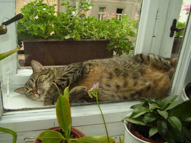 Foto: Sexinka mezi okny