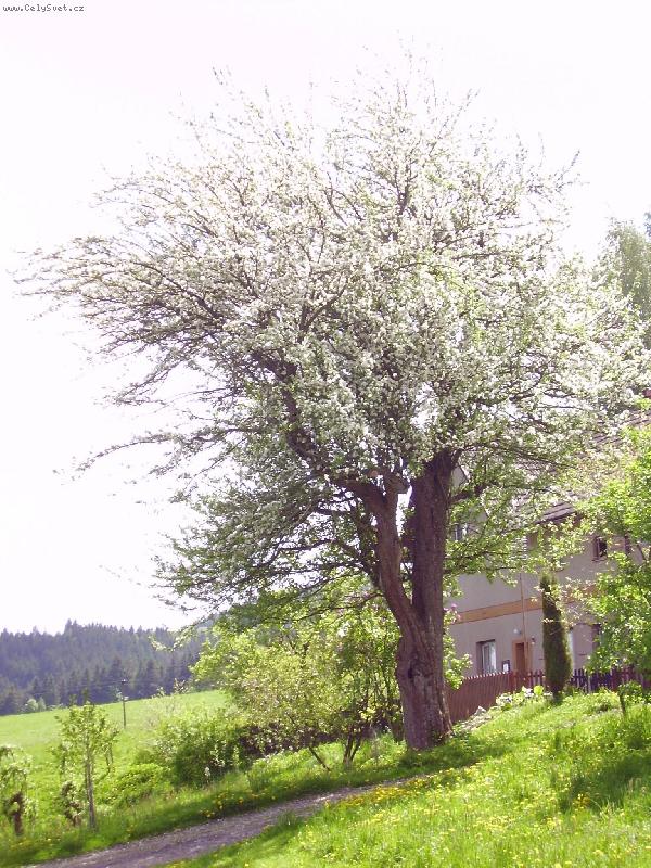 Foto: Rozkvetl� jablo�-jablo�