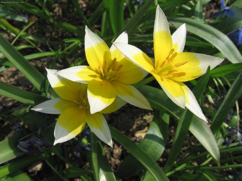 Foto: jarn� probouzen�