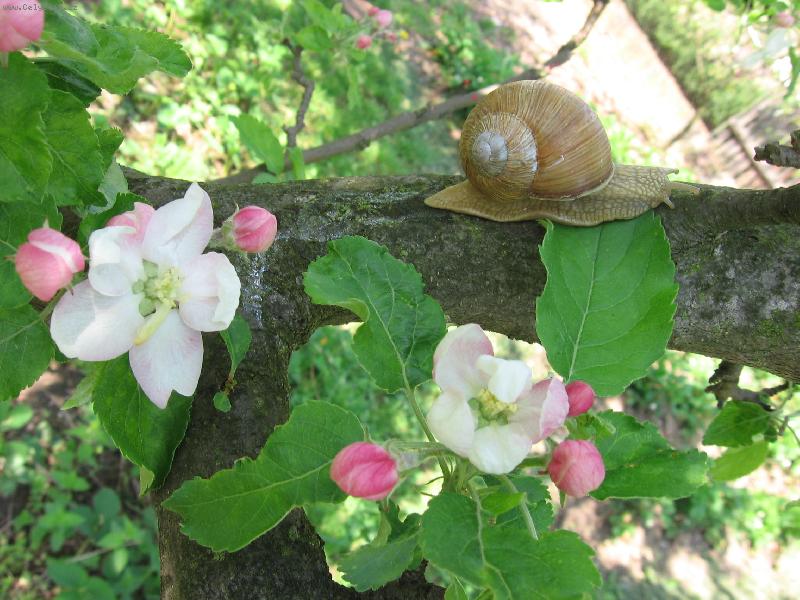 Foto: kvetouc� jablon�