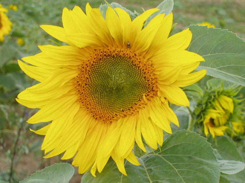 Foto: Slune�nice...