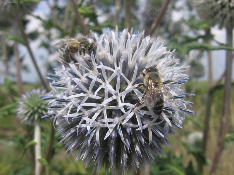 Foto: Bodl��ek se v�eli�kama