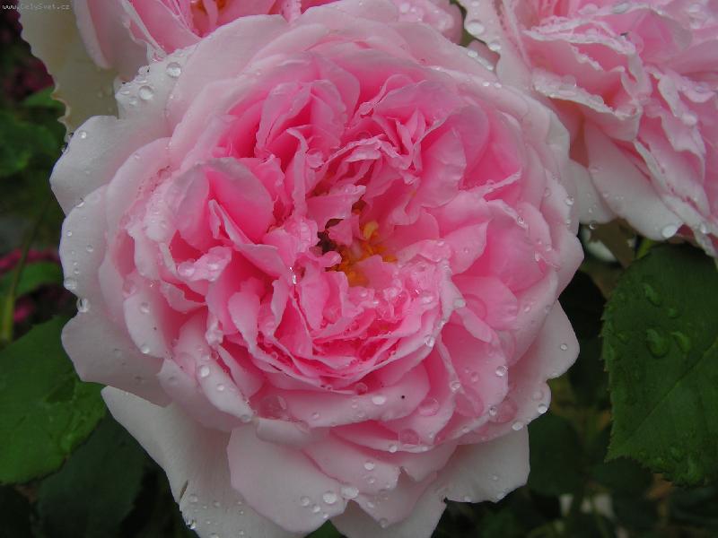 Foto: R��e a kapky de�t�