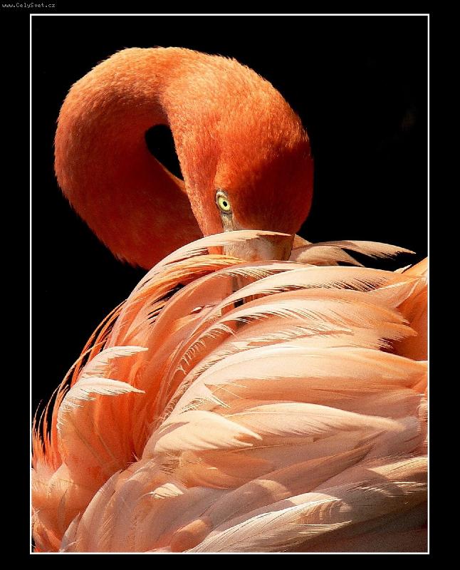 Foto: plame��k?-ZOO OSTRAVA