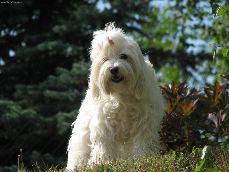 Foto: Kesinka-Kesinka