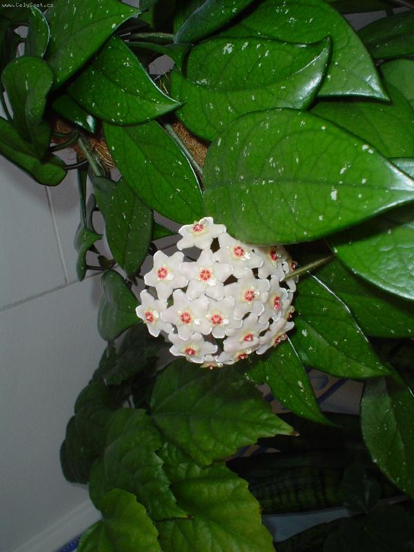 Foto: Voskovka-Voskovka