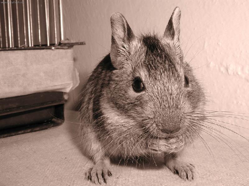 Foto: Osm�k degu-Tak to je n� Pedro