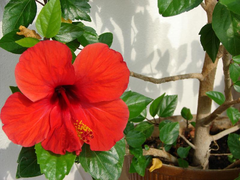 Foto: kv�t ibi�ku