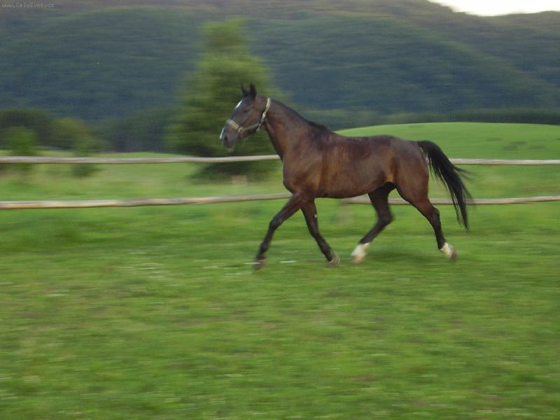 Foto: Jur�ek-M�j Mil�ek :-)) je mu 9 let a je hodn�,mazliv� a n�kdy temperamentn�